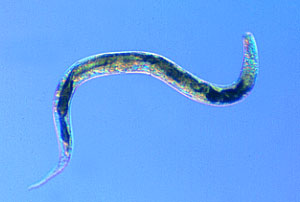 an example of a free-living female