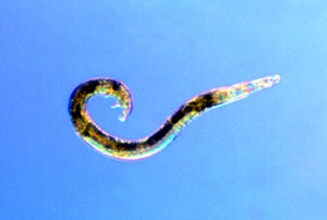 an example of a free-living male
